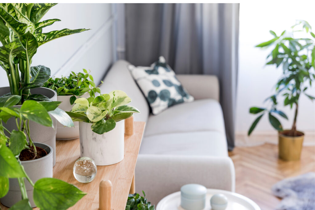 start preparing your plants for the move three weeks before moving day